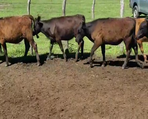 Lote 70 Terneros/as en Villaguay, Entre Ríos