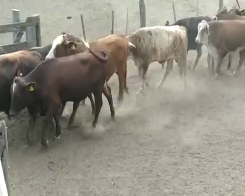 Lote 140 Novillitos en Ceres, Santa Fe