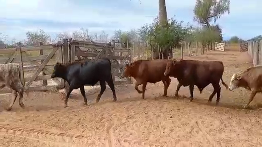 Lote 180 Novillos en Juan José Castelli, Chaco