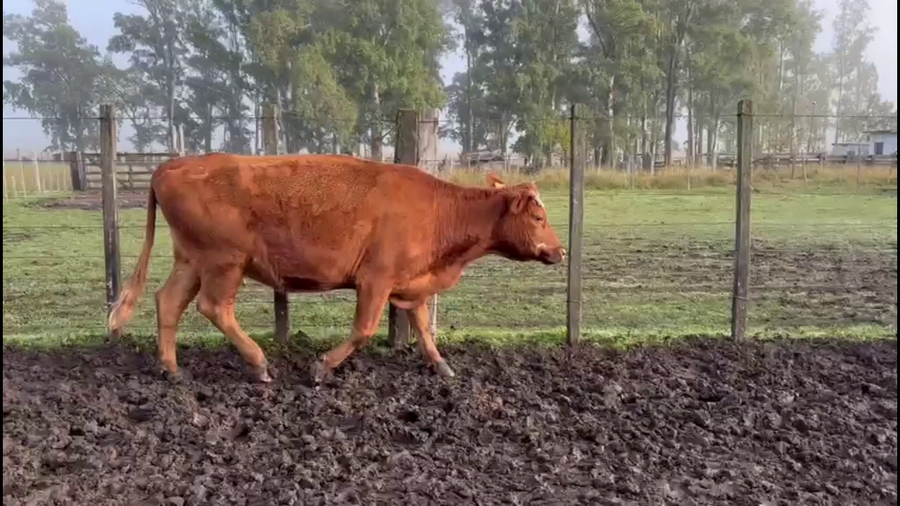 Lote VIENTRES ENTORADOS