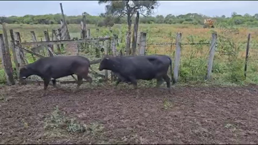 Lote 50 Vacas de invernar en Pirané, Formosa