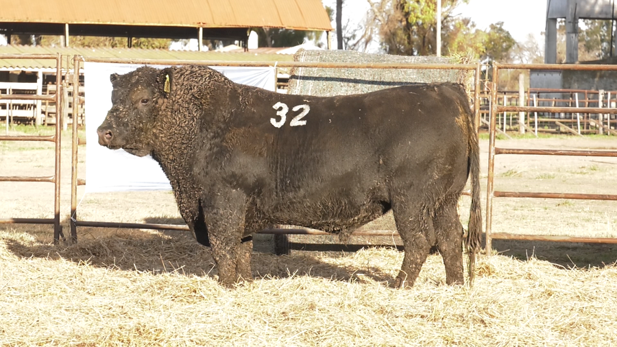 Lote TOROS ANGUS NEGROS  PC