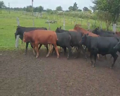 Lote 65 Terneros/as en Villaguay, Entre Ríos