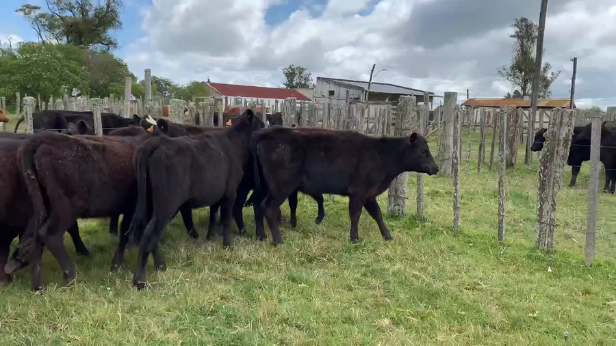 Lote 12 Terneras en Tupambaé, Cerro Largo