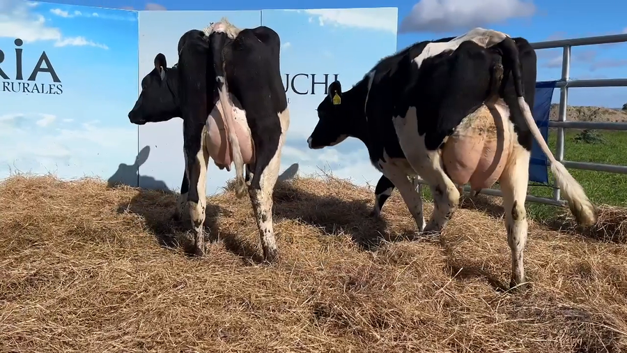 Lote VACAS PARIDAS CABAÑA MANGADO