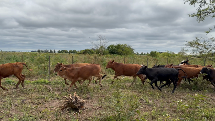 Lote 70 Terneras