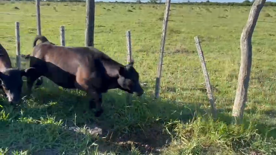 Lote 14 Terneros/as en Entre Ríos, Federal