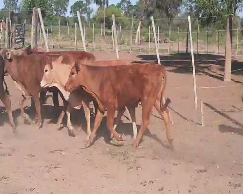 Lote 70 Terneros/as en Tintina, Santiago del Estero