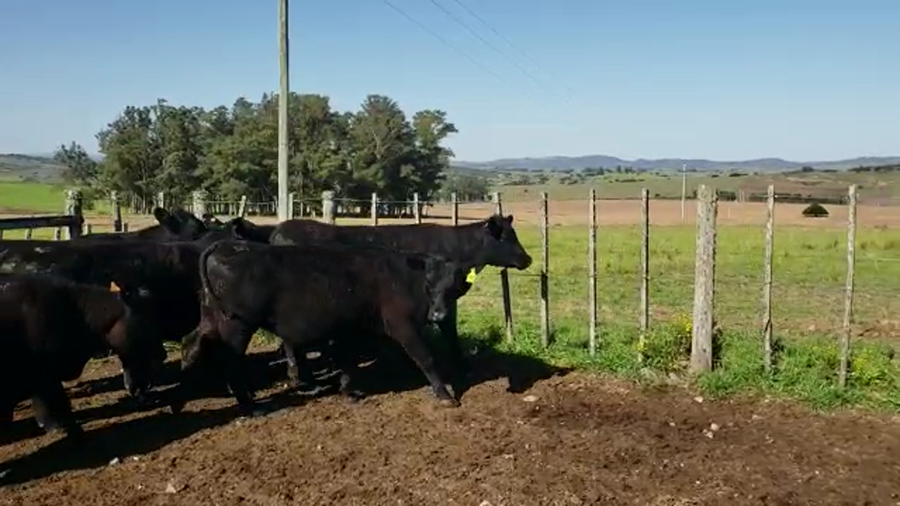 Lote vaquillonas  SA haciendo 2 años, preñadas, a parir en otoño