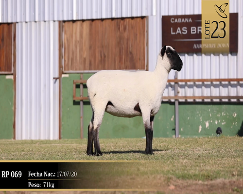 Lote Borregas a remate en Cabaña Las Brujas, San José