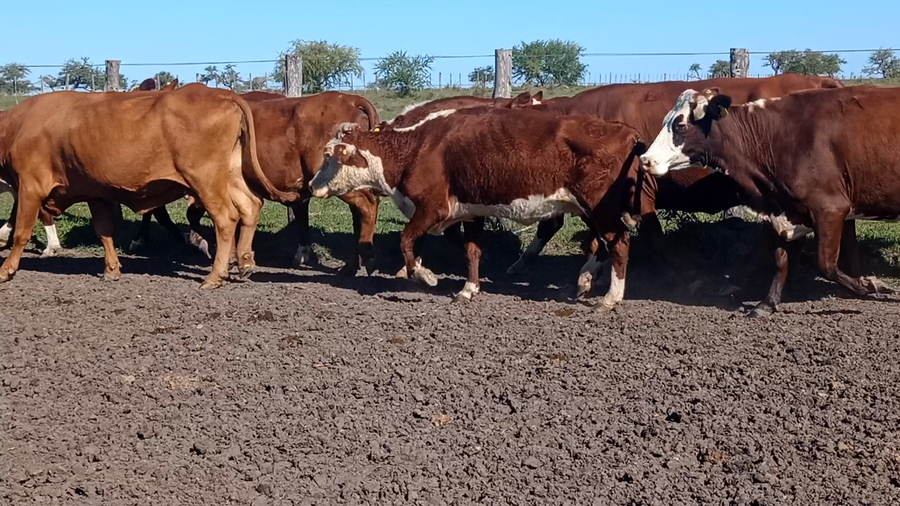 Lote 36 Vacas de invernar