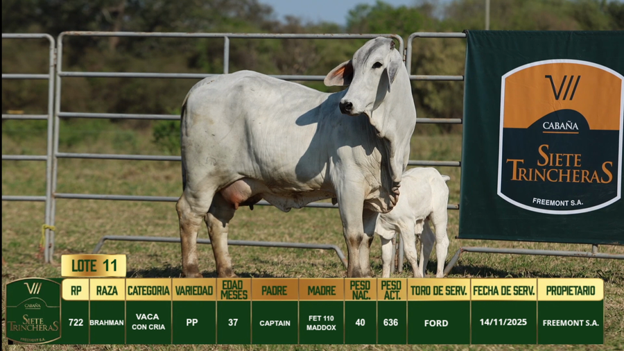 Lote LOTE 11