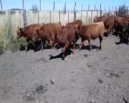 Lote 60 Terneros en Buenos Aires, Gral. Lamadrid