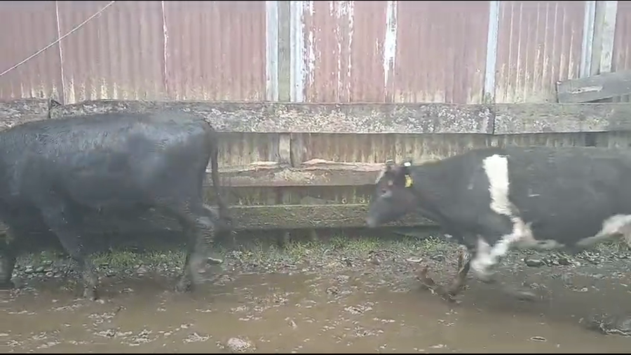 Lote 26 Novillo Engorda en Mariquina, XIV Región Los Ríos