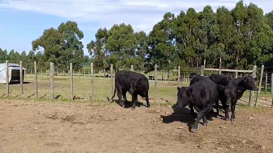 Lote 4 Toros a remate en Pantalla Camy 420kg - , San José