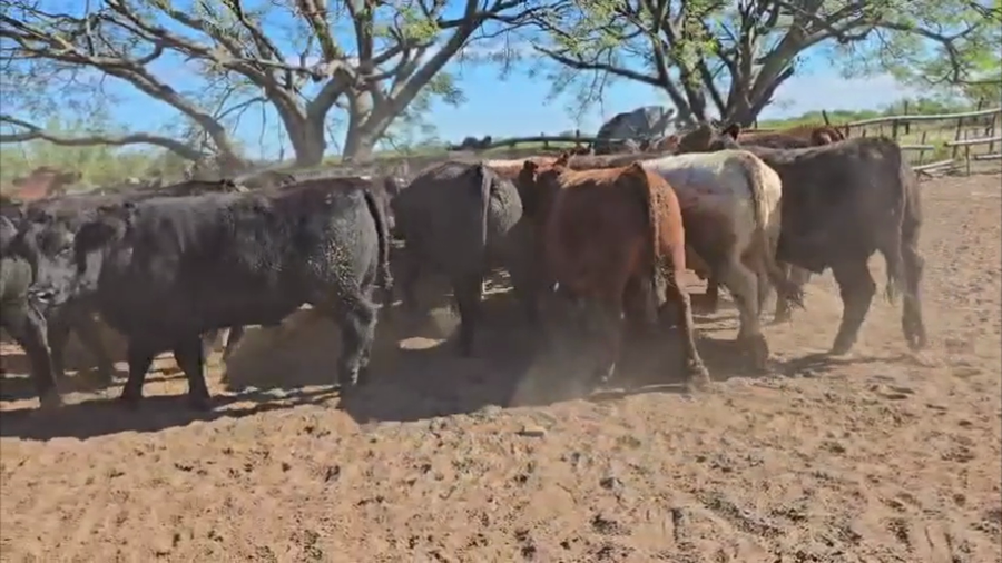 Lote 31 novillos
