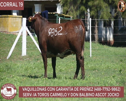 Lote Vaquillona Braford Cabaña El Retiro