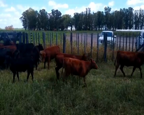 Lote 75 Terneros/as en Pehuajó, Buenos Aires