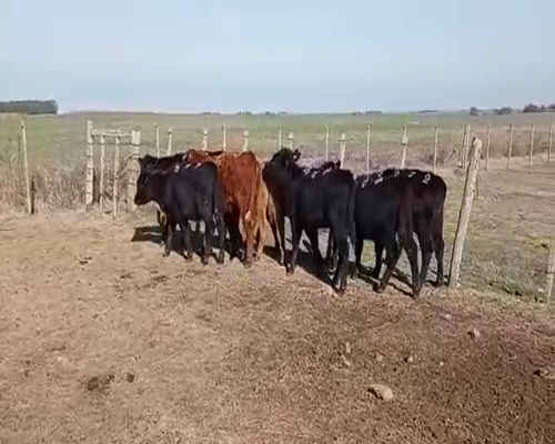 Lote 12 Terneras ANGUS a remate en Pantalla Camy 130 - 140kg - , San José