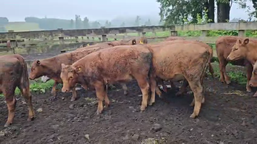 Lote 50 Vaquilla Engorda en Futrono, XIV Región Los Ríos