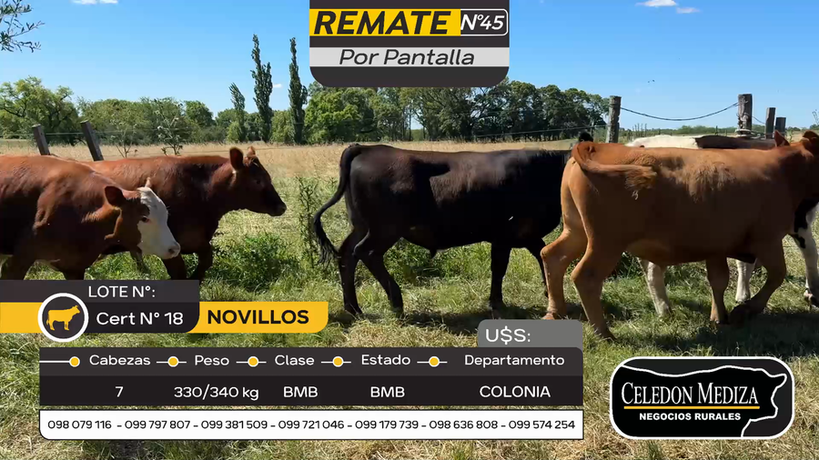 Lote 7 Novillos en Otra Localidad, Colonia