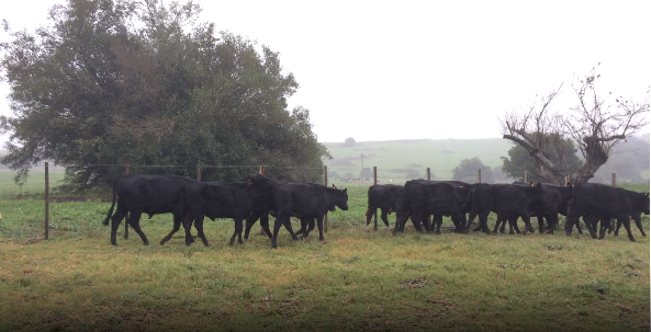 Lote 30 Terneros en Colonia