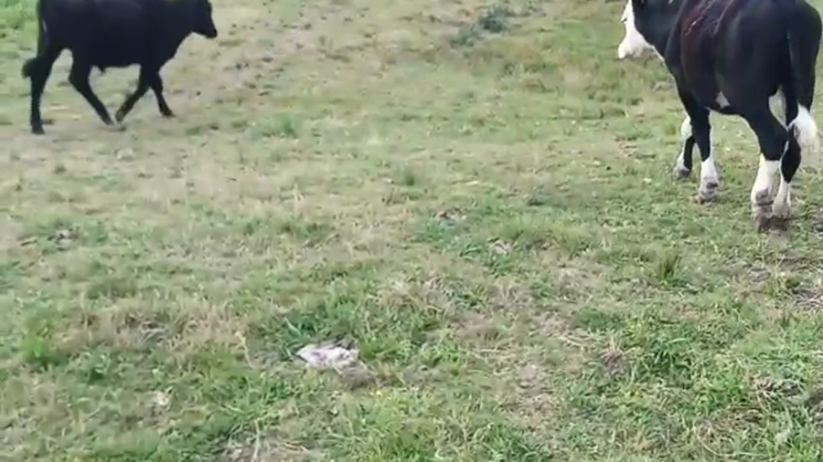 Lote 2 Novillos CRUZAS ANGUS HEREFORD a remate en REMATE POR PANTALLA 250kg - , San José