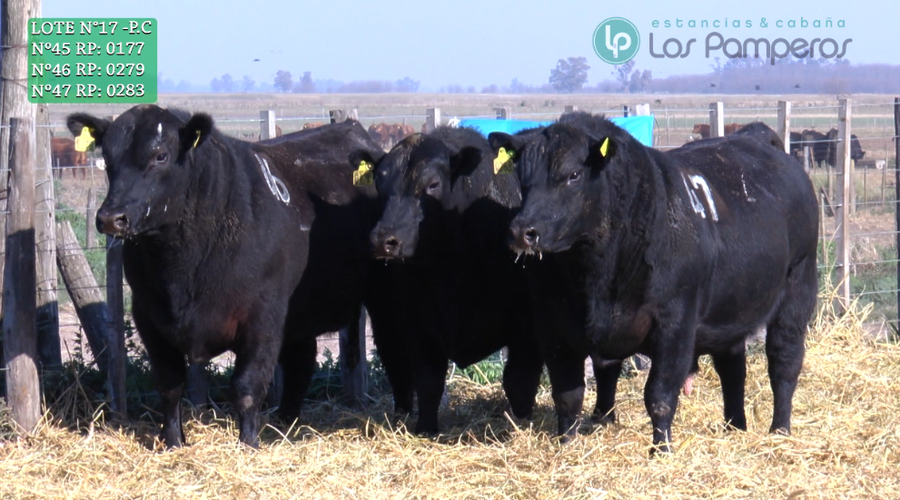 Lote TOROS PUROS CONTROLADOS