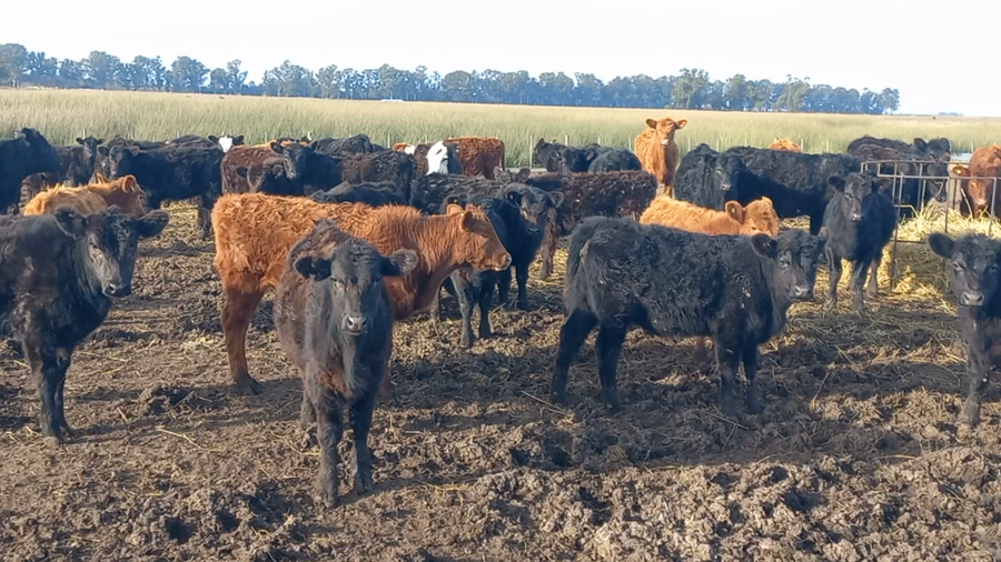 Lote 100 Terneras en Bolivar