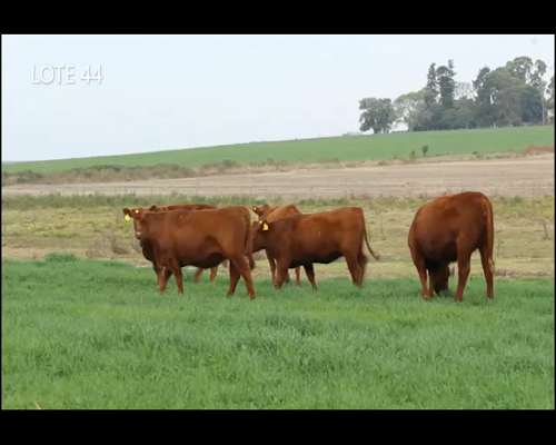 Lote CABAÑA “MALAIKA” de CabaÑa Victoria SRL VAQUILLAS PURAS CONTROLADAS COLORADAS PREÑADAS