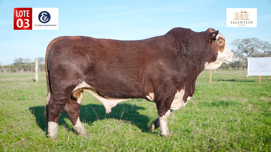 Lote LOTE 3 - TORO BRAFORD NO. 4