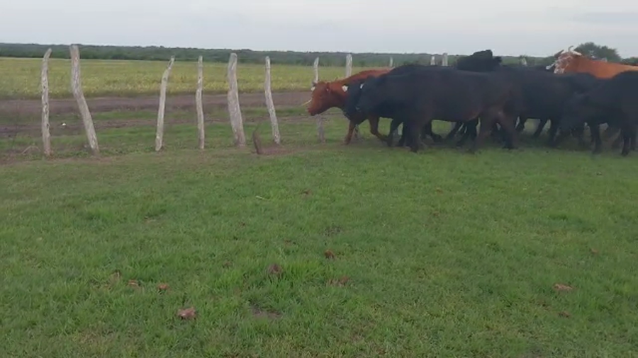 Lote 32 Vacas de invernar en Santa Elena, Entre Ríos