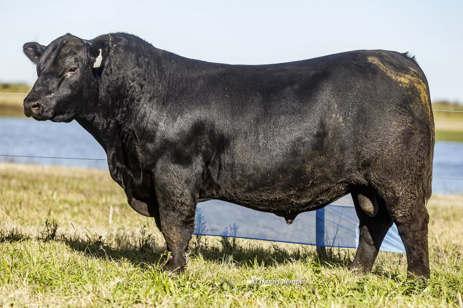 Lote Selección de Toros Surangus