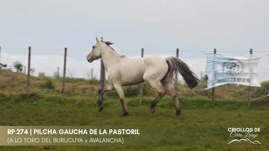 Lote PILCHA GAUCHA DE LA PASTORIL