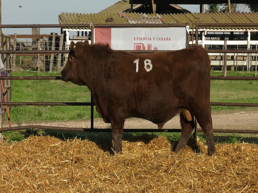 Lote TOROS ANGUS COLORADOS PC