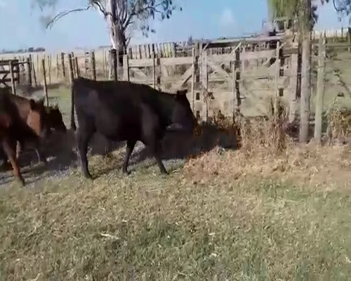 Lote 11 Vacas nuevas con 11 terneros en Huanguelen, Buenos Aires