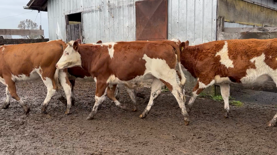Lote 26 Vaquilla Engorda en Ancud, X Región Los Lagos
