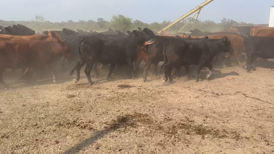 Lote 70 Vacas de invernar en Juan José Castelli, Chaco