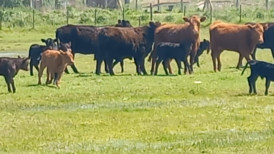 Lote 10 Vaquillonas C/ cria