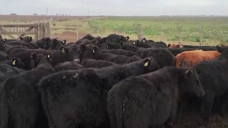 Lote 87 Terneros en Carlos Tejedor