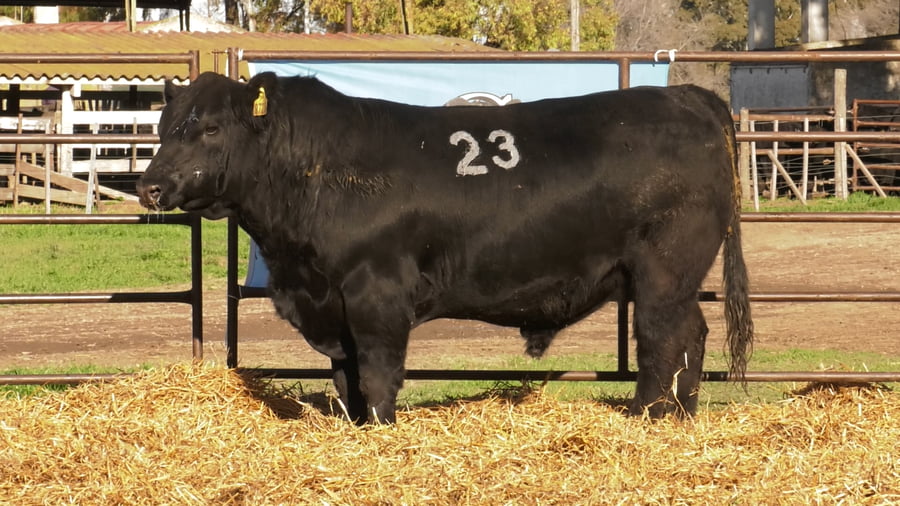 Lote TOROS ANGUS NEGROS PC