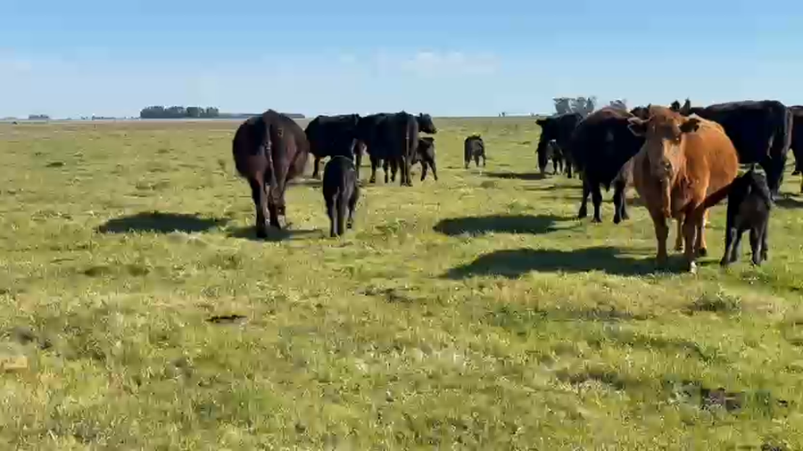 Lote Vacas Paridas medio diente