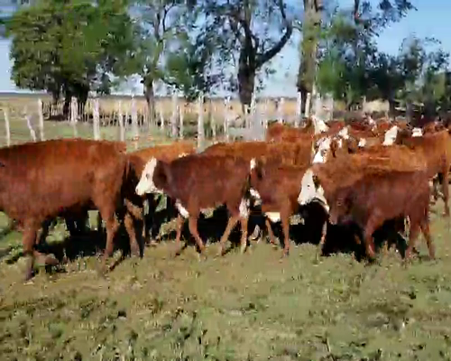 Lote 42 Terneros/as en Ituzaingó, Corrientes