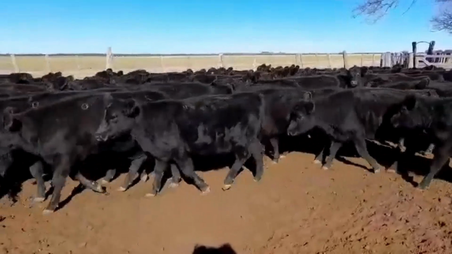 Lote 110 VAQUILLONAS