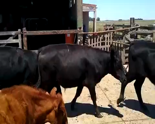 Lote 10 Novillitos en Chascomús, Buenos Aires