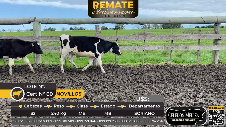 Lote 32 Novillos en Soriano