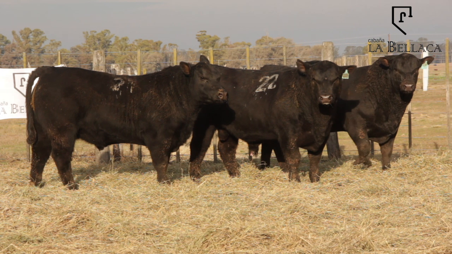 Lote TOROS PUROS DE PEDIGREE