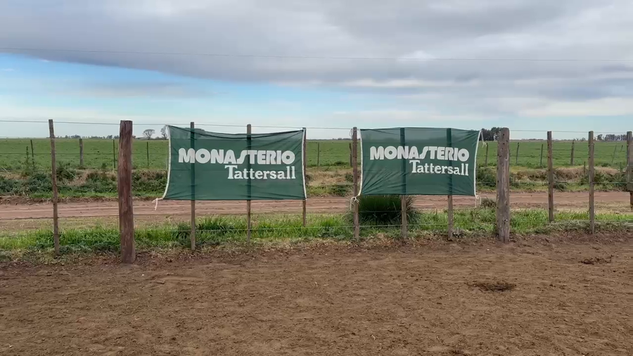 Lote 78 Novillitos en Carlos Tejedor