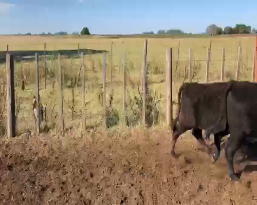 Lote 70 TERNS. HEMBRAS, EN PEHUAJO, PCIA.DE BS. AS.