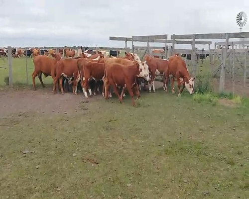 Lote 70 Terneros en Concordia, Entre Ríos